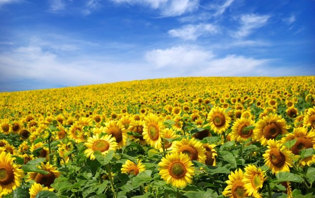 field-photo-0101