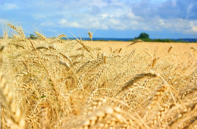field-photo-0451