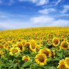 field-photo-0101