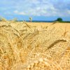 field-photo-0451